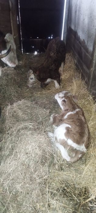 Viței și  vaci bălțată și brună de vânzare