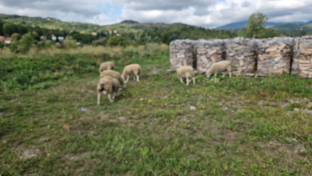 Berbec oi Texel de vanzare