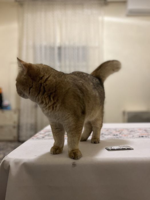 Шиншилла кот на вязку (2 года)