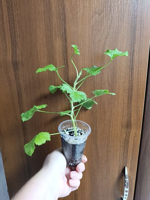 Королевская пеларгония кжби