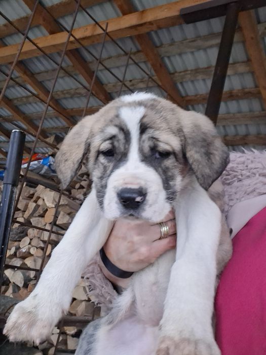 Ciobanesc asia centrala