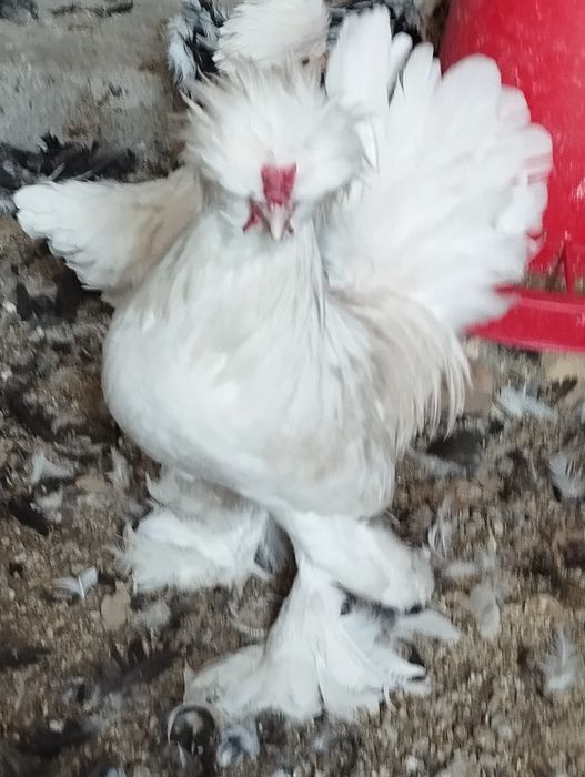 Шу хурозлани жужалари сотилади.