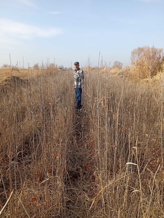 Кайрагоч кучати ва Ясин дарахти