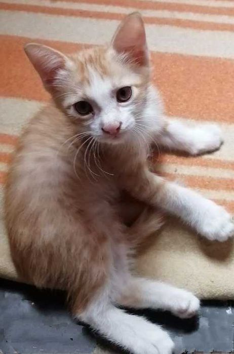 Котята бесплатно