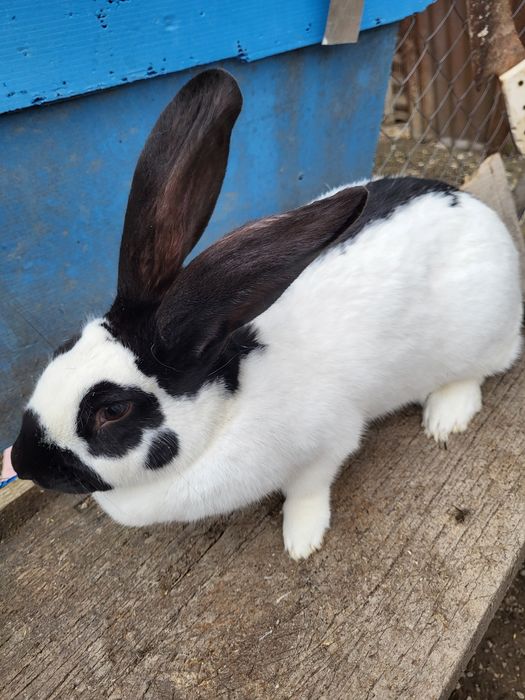 Iepuroaică fluture german