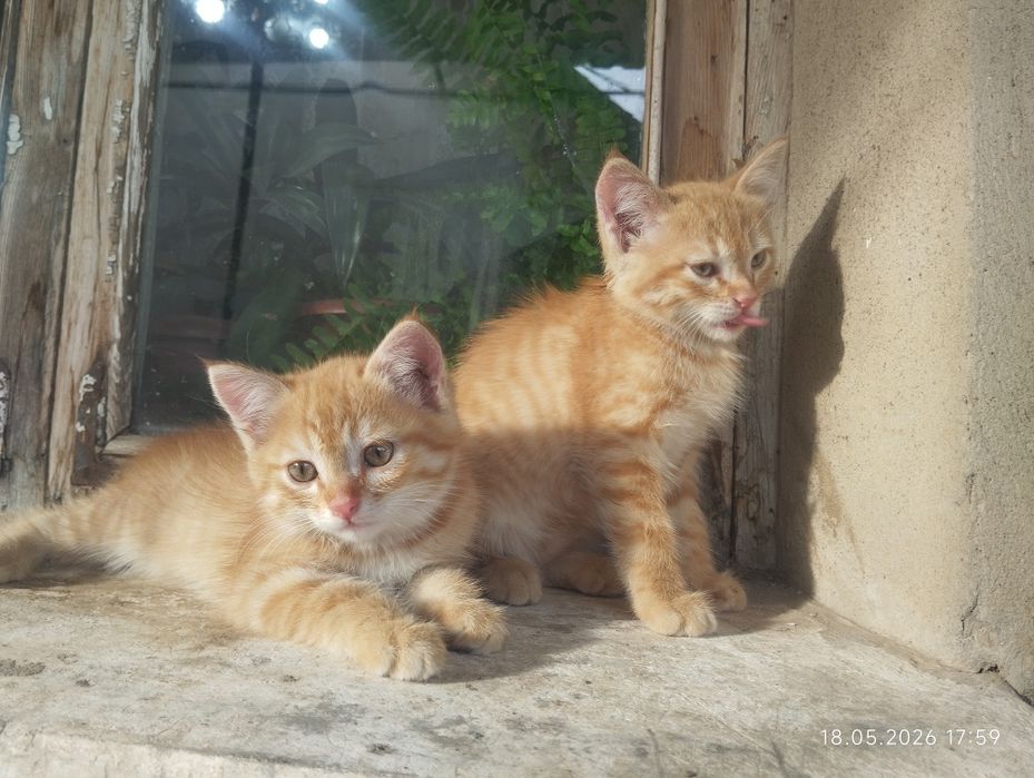 Котята котята даром