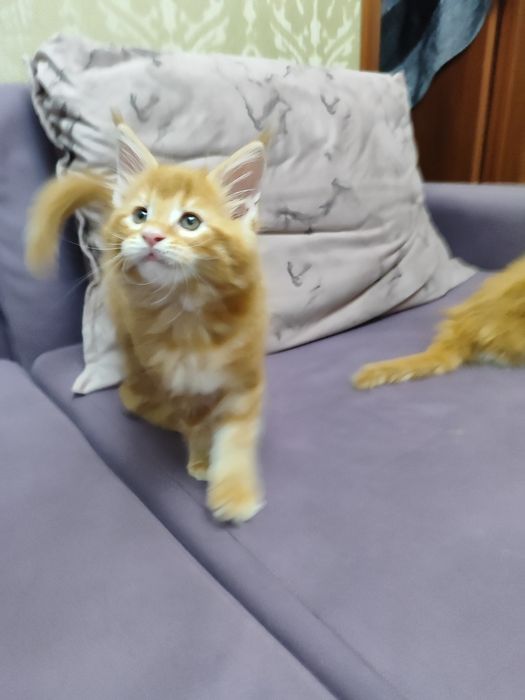 Котята мейнкун продаются