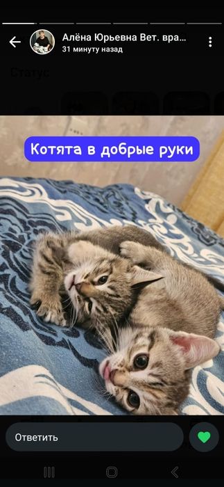 Котята в добрые руки