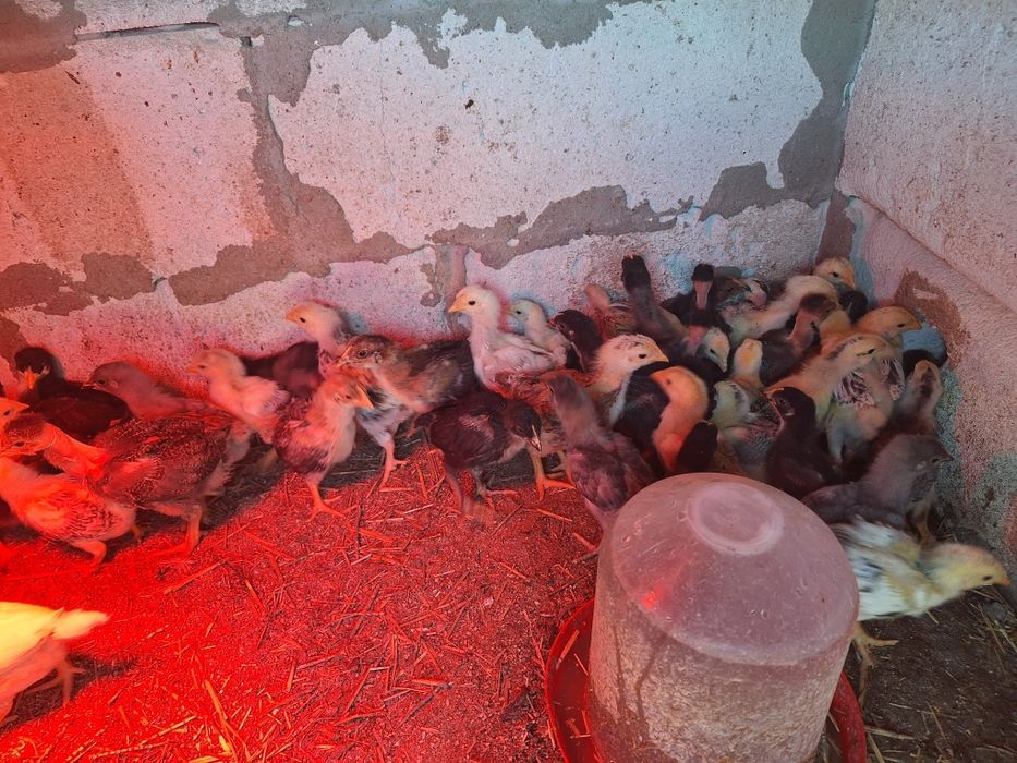 De vânzare pui de tara