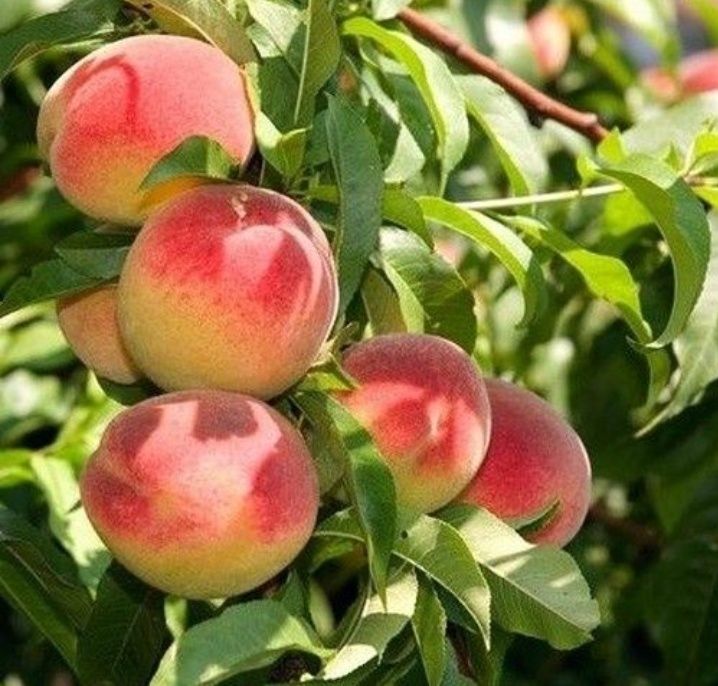 Pomi Fructiferi Străvechi Glia Strămoșească (Soiuri De Piersic )