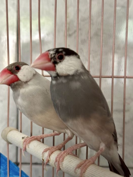 Pereche orezari Perfecti pentru imperechere