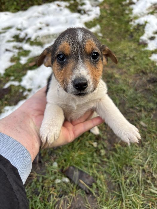 Cațeluși pentru adopție!!