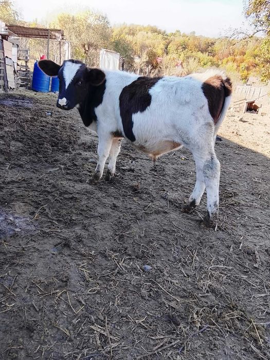 Vand vitei tatarani Dâmbovița
