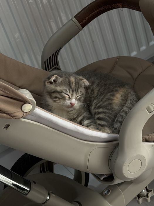 Отдам котенок  в хорошие руки