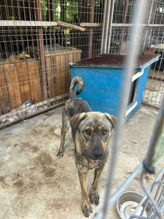 Adopta un caine - un sufletel are nevoie de stapan!