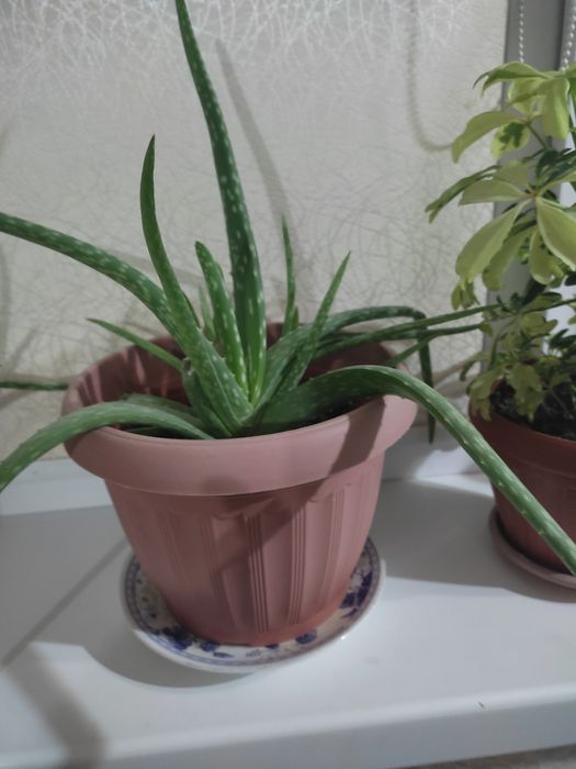 Продам алоэ вера, лечебный