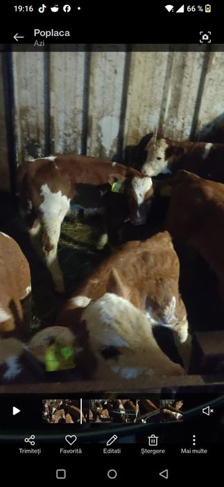 Vitei sugarii de vânzare