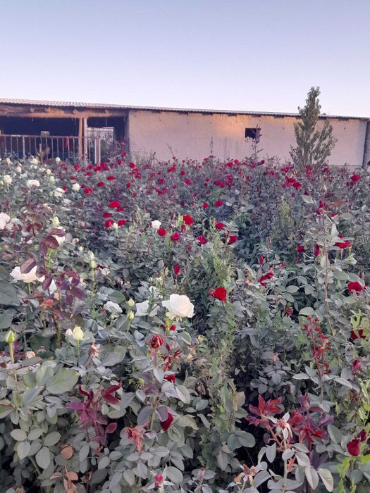 Zaldori shaftoli atirgul nihollari sotiladi