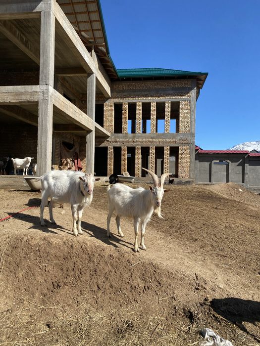 Зотли така занин