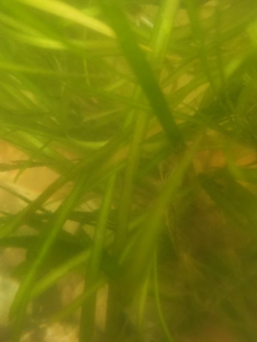 Растения для аквариума