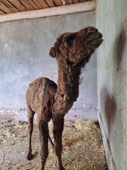 45 жастан асқан BBW секс порно