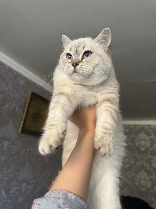 ВЯЗКА британский кот Серебристая Шиншила vyazka mushuk nasil olishga