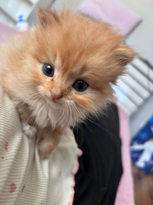 Срочно отдам котенок!