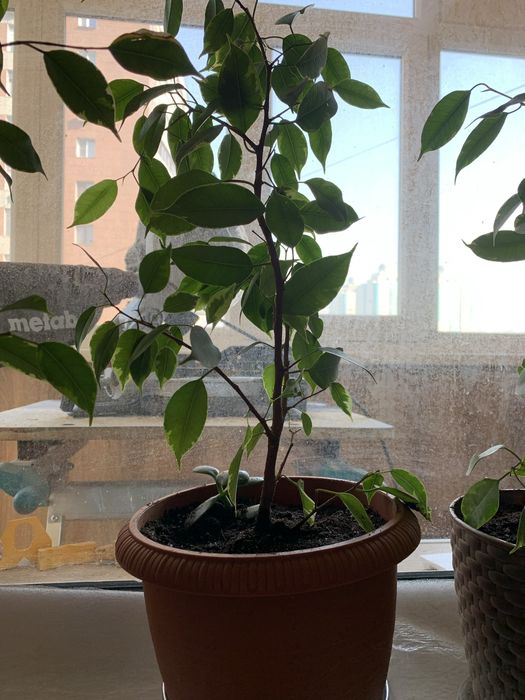 Продаю комнатные цветы