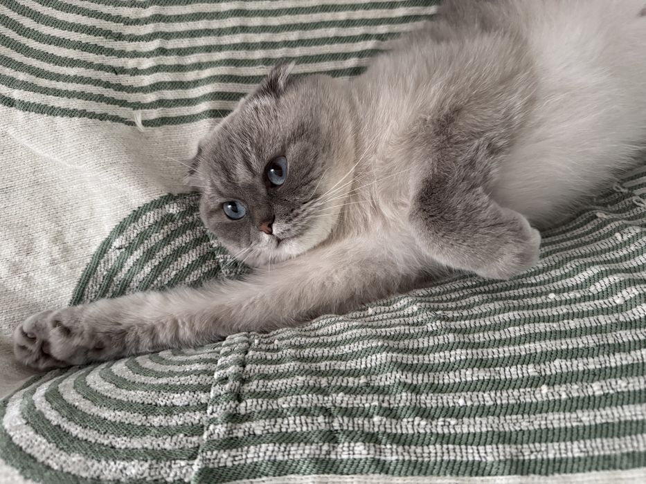 Отдам любимого кота только в очень добрые руки