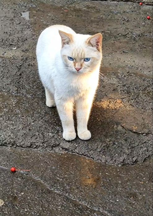 Кот в добрые ответственные руки