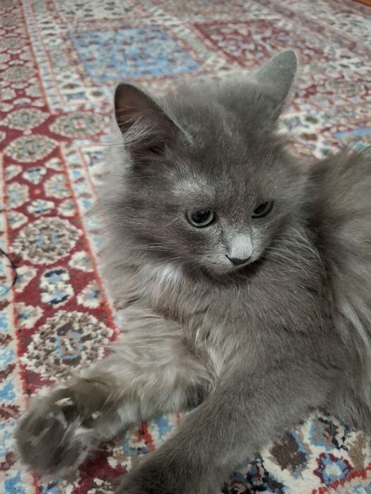 Продам кошку родословную