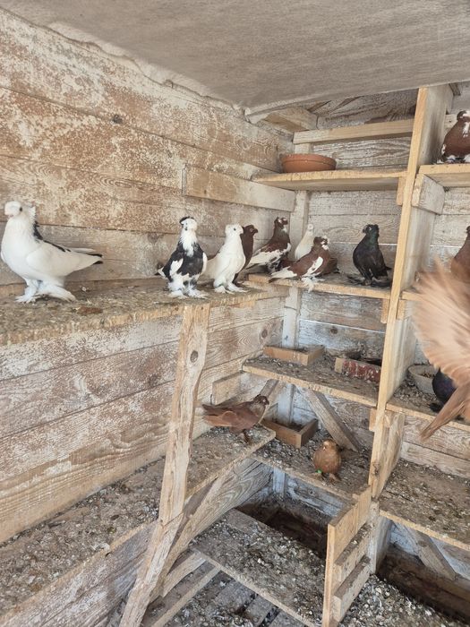 Jucatori de botosani