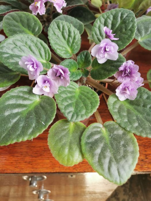 Фиалки Поль Баньян неприхотливые