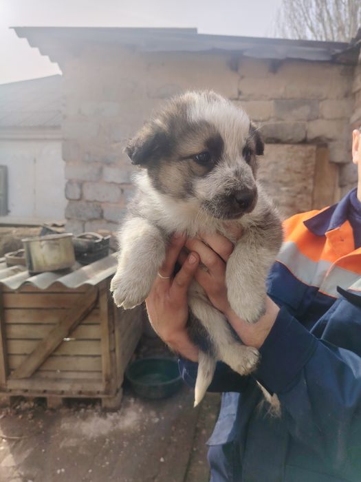 Отдам в добрые руки три девчульки