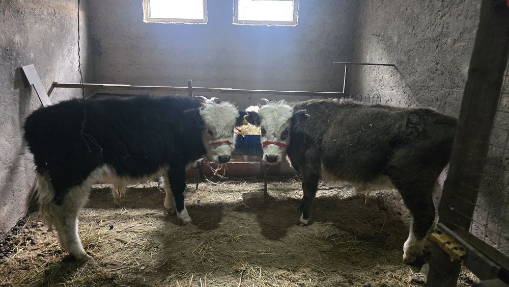 Өгіз 1 жасар ак бас