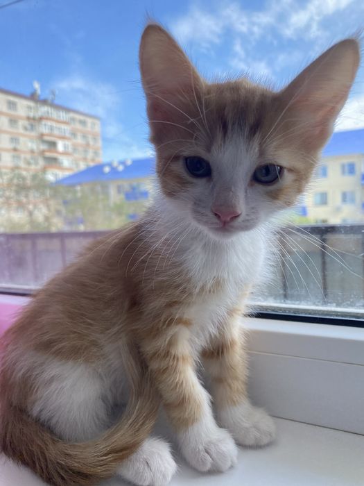 Отдадим котят в добрые руки