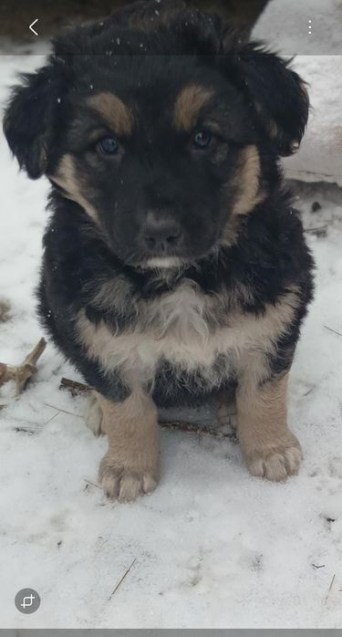 Щенки для вашего дома