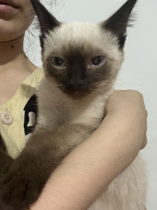 Сиамские котята продается