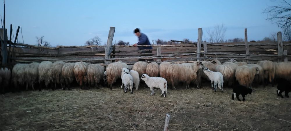 Vând perechi de oi cu miei și capre cu iezi!