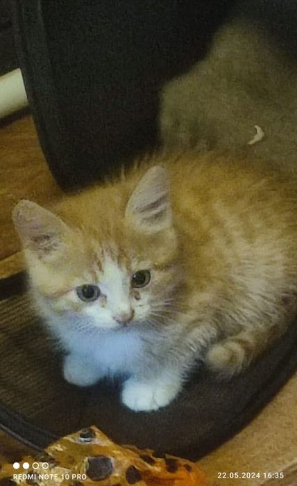 Котята~счастье  в дом