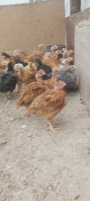 Ferma de pui si rate