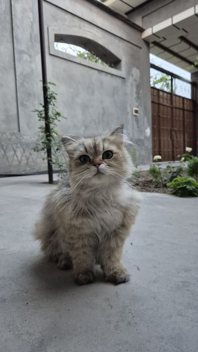 Shinshilla highland
