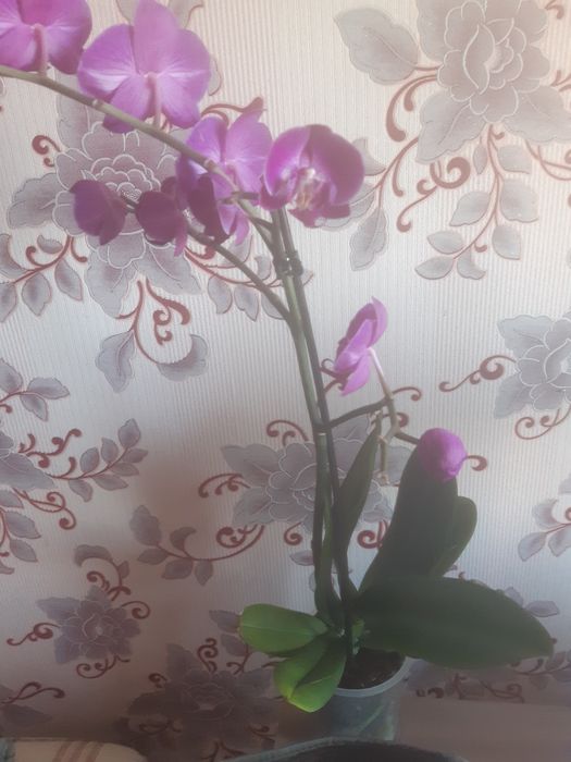 Орхидеи   продам