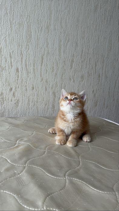 Продаются котята породы Шотланские шиншилы