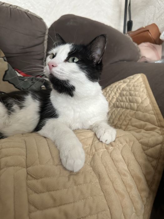 Отдается бесплатно кошка