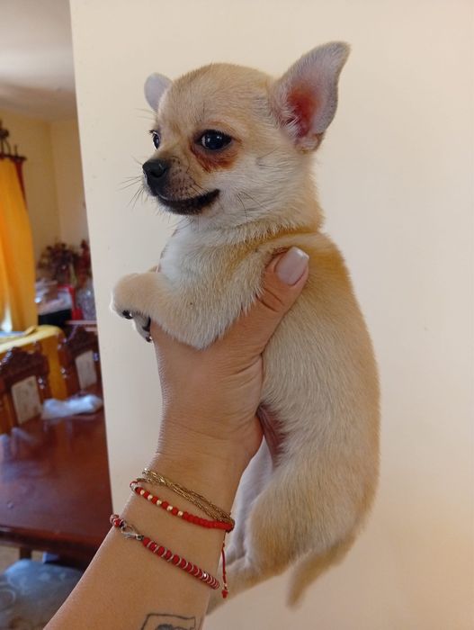 Chihuahua baietel