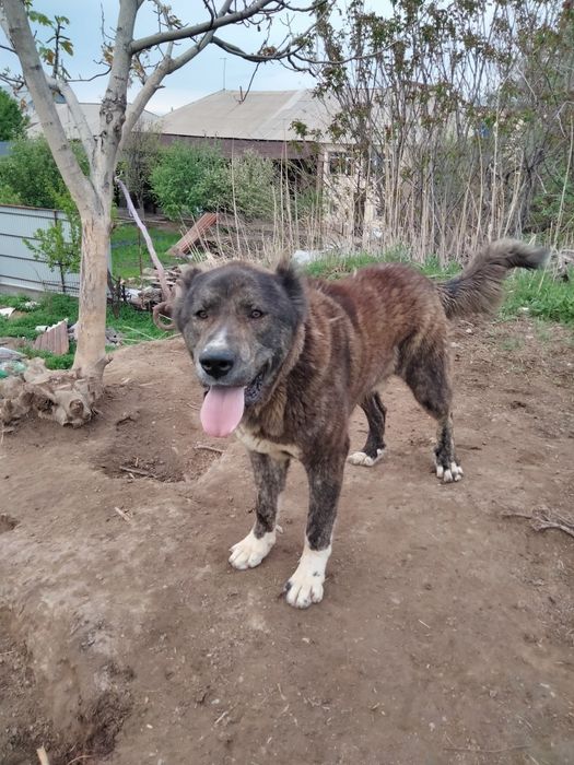 Алабай мощныыыый