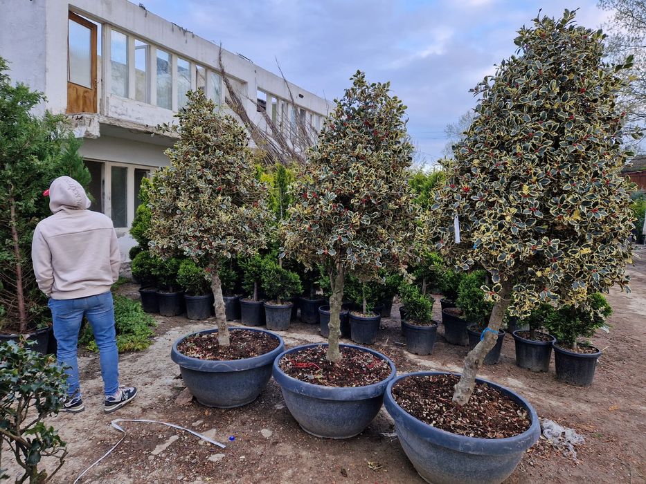 Plante de gradina ornamentale,  tuia, magnolia,  brazi, argintii verzi