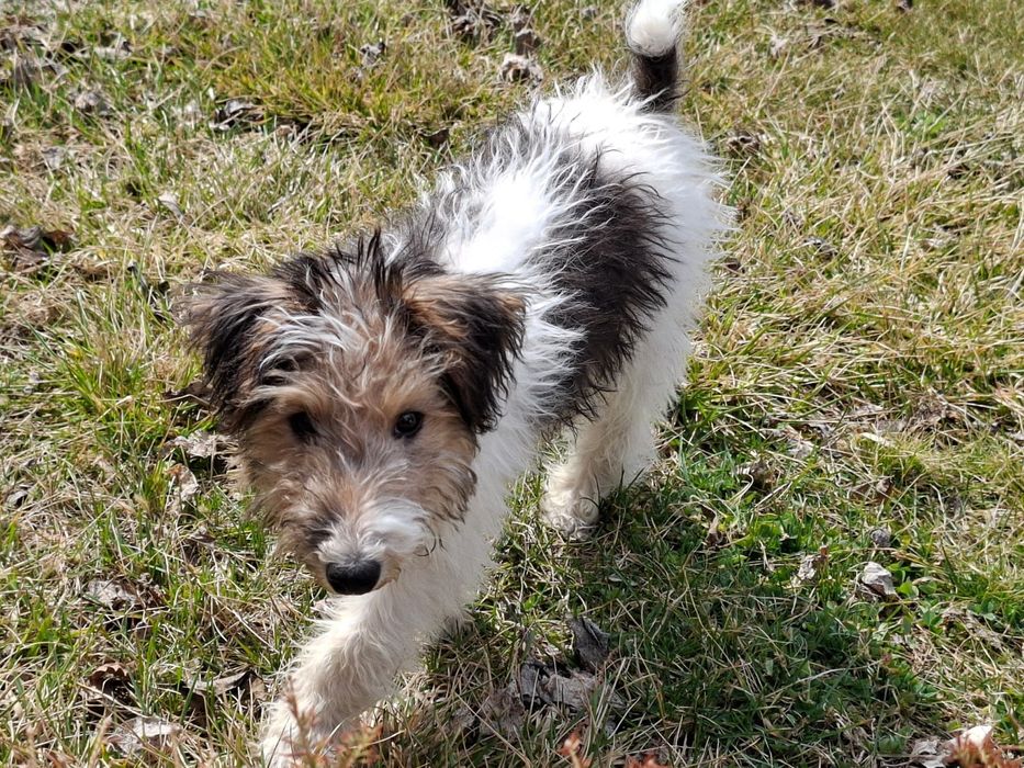 Продам фокстерьера девочку 4 месяца