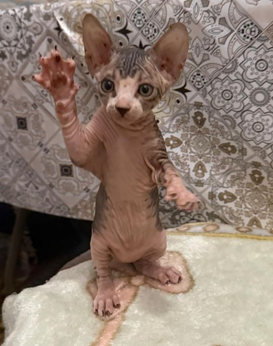 Котята девочки Донской Сфинкс